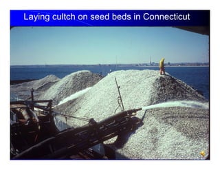 Laying cultch on seed beds in Connecticut

 