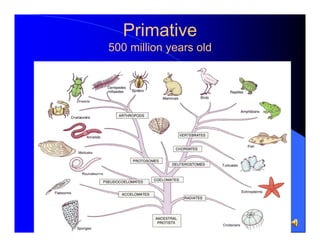 Primative
500 million years old

 
