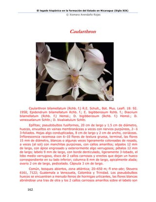 El legado hispánico en la formación del Estado en Nicaragua (Siglo XIX)
© Xiomara Avendaño Rojas
162
Caularthron
Caularthron bilamellatum (Rchb. f.) R.E. Schult., Bot. Mus. Leafl. 18: 92.
1958; Epidendrum bilamellatum Rchb. f.; E. bigibberosum Rchb. f.; Diacrium
bilamellatum (Rchb. f.) Hemsl.; D. bigibberosum (Rchb. f.) Hemsl.; D.
venezuelanum Schltr.; D. bivalvatulum Schltr.
Epífitas; pseudobulbos fusiformes, 20 cm de largo y 1.5 cm de diámetro,
huecos, envueltos en vainas membranáceas a veces con nervios purpúreos, 2- ó
3-foliados. Hojas algo conduplicadas, 8 cm de largo y 2 cm de ancho, coriáceas.
Inflorescencia racemosa con 6–10 flores de textura gruesa, terminal, las flores
15 mm de diámetro, blancas o algunas veces ligeramente coloreadas de rosado,
a veces (al sol) con manchitas purpúreas, con callos amarillos; sépalos 12 mm
de largo, con ápice engrosado y exteriormente algo verrugosos; pétalos 12 mm
de largo; labelo 9 mm de largo, con borde denticulado, ligeramente 3-lobado, el
lobo medio verrugoso, disco de 2 callos carnosos y erectos que dejan un hueco
correspondiente en su lado inferior; columna 8 mm de largo, apicalmente alada;
ovario 2 cm de largo, pedicelado. Cápsula 3 cm de largo.
Común, bosques abiertos, zona atlántica; 20–650 m; fl ene–abr; Stevens
6161, 7122; Guatemala a Venezuela, Colombia y Trinidad. Los pseudobulbos
huecos se encuentran a menudo llenos de hormigas urticantes, las flores blancas
abriéndose una tras de otra y los 2 callos carnosos amarillos sobre el labelo son
 