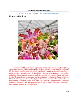 Revista de Temas Nicaragüenses
No. 166 –Febrero 2022 – ISSN 2164-4268 - http://www.temasnicas.net/
165
Myrmecophila Rolfe
Epífitas o litófitas, medianas a grandes; tallos secundarios pseudobulbosos,
agrupados, cónicos, atenuándose hacia el ápice, huecos, normalmente ocupados
por hormigas, fuertemente estriados, revestidos con varias vainas escariosas y
evanescentes, apicalmente 2–4-foliados. Hojas relativamente pequeñas,
coriáceas. Inflorescencia racimo o panícula terminal con muchas flores, alargada,
erecta, flores vistosas, medianas a grandes; sépalos y pétalos similares, patentes;
labelo 3-lobado, porrecto, unido al pie corto de la columna, lobo medio retuso a
fuertemente 2-lobado, disco con callo de costillas longitudinales; columna
alargada, arqueada, con alas laterales en el ápice, antera terminal, operculada,
incumbente, polinios 8, cartilaginosos.
 