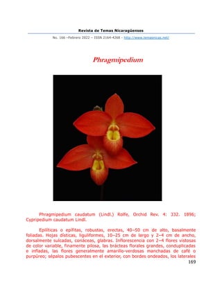 Revista de Temas Nicaragüenses
No. 166 –Febrero 2022 – ISSN 2164-4268 - http://www.temasnicas.net/
169
Phragmipedium
Phragmipedium caudatum (Lindl.) Rolfe, Orchid Rev. 4: 332. 1896;
Cypripedium caudatum Lindl.
Epilíticas o epífitas, robustas, erectas, 40–50 cm de alto, basalmente
foliadas. Hojas dísticas, liguliformes, 10–25 cm de largo y 2–4 cm de ancho,
dorsalmente sulcadas, coriáceas, glabras. Inflorescencia con 2–4 flores vistosas
de color variable, finamente pilosa, las brácteas florales grandes, conduplicadas
e infladas, las flores generalmente amarillo-verdosas manchadas de café o
purpúreo; sépalos pubescentes en el exterior, con bordes ondeados, los laterales
 