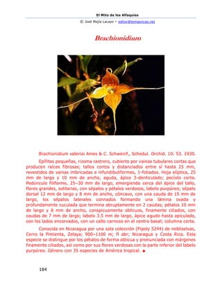 El Mito de los Alfaquies
© José Mejía Lacayo - editor@temasnicas.net
184
Brachionidium
Brachionidium valerioi Ames & C. Schweinf., Schedul. Orchid. 10: 53. 1930.
Epífitas pequeñas, rizoma rastrero, cubierto por vainas tubulares cortas que
producen raíces fibrosas; tallos cortos y distanciados entre sí hasta 25 mm,
revestidos de vainas imbricadas e infundibuliformes, 1-foliados. Hoja elíptica, 25
mm de largo y 10 mm de ancho, aguda, ápice 3-denticulado; pecíolo corto.
Pedúnculo filiforme, 25–30 mm de largo, emergiendo cerca del ápice del tallo,
flores grandes, solitarias, con sépalos y pétalos verdosos, labelo purpúreo; sépalo
dorsal 12 mm de largo y 8 mm de ancho, cóncavo, con una cauda de 15 mm de
largo, los sépalos laterales connados formando una lámina ovada y
profundamente cuculada que termina abruptamente en 2 caudas; pétalos 10 mm
de largo y 8 mm de ancho, conspicuamente oblicuos, finamente ciliados, con
caudas de 7 mm de largo; labelo 3.5 mm de largo, ápice agudo hasta apiculado,
con los lados encorvados, con un callo carnoso en el centro basal; columna corta.
Conocida en Nicaragua por una sola colección (Pipoly 5244) de nebliselvas,
Cerro la Pimienta, Zelaya; 900–1160 m; fl abr; Nicaragua y Costa Rica. Esta
especie se distingue por los pétalos de forma oblicua y pronunciada con márgenes
finamente ciliados, así como por sus flores verdosas con la parte inferior del labelo
purpúreo. Género con 35 especies de América tropical. ■
 