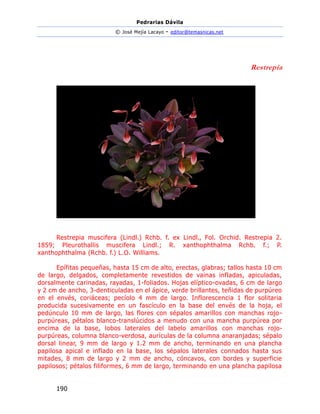 Pedrarias Dávila
© José Mejía Lacayo - editor@temasnicas.net
190
Restrepia
Restrepia muscifera (Lindl.) Rchb. f. ex Lindl., Fol. Orchid. Restrepia 2.
1859; Pleurothallis muscifera Lindl.; R. xanthophthalma Rchb. f.; P.
xanthophthalma (Rchb. f.) L.O. Williams.
Epífitas pequeñas, hasta 15 cm de alto, erectas, glabras; tallos hasta 10 cm
de largo, delgados, completamente revestidos de vainas infladas, apiculadas,
dorsalmente carinadas, rayadas, 1-foliados. Hojas elíptico-ovadas, 6 cm de largo
y 2 cm de ancho, 3-denticuladas en el ápice, verde brillantes, teñidas de purpúreo
en el envés, coriáceas; pecíolo 4 mm de largo. Inflorescencia 1 flor solitaria
producida sucesivamente en un fascículo en la base del envés de la hoja, el
pedúnculo 10 mm de largo, las flores con sépalos amarillos con manchas rojo-
purpúreas, pétalos blanco-translúcidos a menudo con una mancha purpúrea por
encima de la base, lobos laterales del labelo amarillos con manchas rojo-
purpúreas, columna blanco-verdosa, aurículas de la columna anaranjadas; sépalo
dorsal linear, 9 mm de largo y 1.2 mm de ancho, terminando en una plancha
papilosa apical e inflado en la base, los sépalos laterales connados hasta sus
mitades, 8 mm de largo y 2 mm de ancho, cóncavos, con bordes y superficie
papilosos; pétalos filiformes, 6 mm de largo, terminando en una plancha papilosa
 