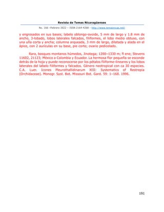Revista de Temas Nicaragüenses
No. 166 –Febrero 2022 – ISSN 2164-4268 - http://www.temasnicas.net/
191
y engrosados en sus bases; labelo oblongo-ovoide, 5 mm de largo y 1.8 mm de
ancho, 3-lobado, lobos laterales falcados, filiformes, el lobo medio obtuso, con
una uña corta y ancha; columna arqueada, 3 mm de largo, dilatada y alada en el
ápice, con 2 aurículas en su base, pie corto; ovario pedicelado.
Rara, bosques montanos húmedos, Jinotega; 1200–1330 m; fl ene; Stevens
11602, 21123; México a Colombia y Ecuador. La hermosa flor pequeña se esconde
detrás de la hoja y puede reconocerse por los pétalos filiforme-lineares y los lobos
laterales del labelo filiformes y falcados. Género neotropical con ca 30 especies.
C.A. Luer. Icones Pleurothallidinarum XIII: Systematics of Restrepia
(Orchidaceae). Monogr. Syst. Bot. Missouri Bot. Gard. 59: 1–168. 1996.
 