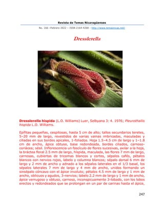 Revista de Temas Nicaragüenses
No. 166 –Febrero 2022 – ISSN 2164-4268 - http://www.temasnicas.net/
247
Dresslerella
Dresslerella hispida (L.O. Williams) Luer, Selbyana 3: 4. 1976; Pleurothallis
hispida L.O. Williams.
Epífitas pequeñas, cespitosas, hasta 5 cm de alto; tallos secundarios teretes,
5–20 mm de largo, revestidos de varias vainas imbricadas, maculadas y
ciliadas en sus bordes apicales, 1-foliados. Hoja 1.5–4.5 cm de largo y 1–1.8
cm de ancho, ápice obtuso, base redondeada, bordes ciliados, carnoso-
coriácea; sésil. Inflorescencia un fascículo de flores sucesivas, axilar a la hoja,
la bráctea floral 2.5 mm de largo, híspida, maculada, las flores 7 mm de largo,
carnosas, cubiertas de tricomas blancos y cortos, sépalos cafés, pétalos
blancos con nervios rojos, labelo y columna blancos; sépalo dorsal 6 mm de
largo y 2 mm de ancho y adnado a los sépalos laterales en el 1/3 basal, los
sépalos laterales 7 mm de largo y 4 mm de ancho, unidos formando un
sinsépalo cóncavo con el ápice involuto; pétalos 4.5 mm de largo y 1 mm de
ancho, oblicuos y agudos, 3-nervios; labelo 2.2 mm de largo y 1 mm de ancho,
ápice verrugoso y obtuso, carnoso, inconspicuamente 3-lobado, con los lobos
erectos y redondeados que se prolongan en un par de carinas hasta el ápice,
 