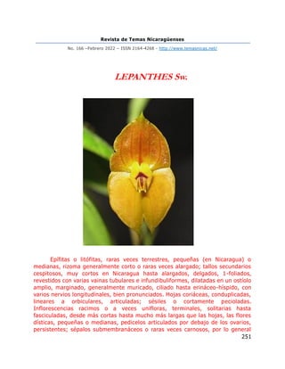 Revista de Temas Nicaragüenses
No. 166 –Febrero 2022 – ISSN 2164-4268 - http://www.temasnicas.net/
251
LEPANTHES Sw.
Epífitas o litófitas, raras veces terrestres, pequeñas (en Nicaragua) o
medianas, rizoma generalmente corto o raras veces alargado; tallos secundarios
cespitosos, muy cortos en Nicaragua hasta alargados, delgados, 1-foliados,
revestidos con varias vainas tubulares e infundibuliformes, dilatadas en un ostíolo
amplio, marginado, generalmente muricado, ciliado hasta erináceo-híspido, con
varios nervios longitudinales, bien pronunciados. Hojas coriáceas, conduplicadas,
lineares a orbiculares, articuladas; sésiles o cortamente pecioladas.
Inflorescencias racimos o a veces unifloras, terminales, solitarias hasta
fasciculadas, desde más cortas hasta mucho más largas que las hojas, las flores
dísticas, pequeñas o medianas, pedicelos articulados por debajo de los ovarios,
persistentes; sépalos submembranáceos o raras veces carnosos, por lo general
 