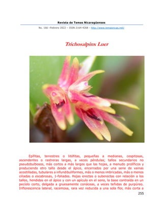 Revista de Temas Nicaragüenses
No. 166 –Febrero 2022 – ISSN 2164-4268 - http://www.temasnicas.net/
255
Trichosalpinx Luer
Epífitas, terrestres o litófitas, pequeñas a medianas, cespitosas,
ascendentes o rastreras largas, a veces péndulas; tallos secundarios no
pseudobulbosos, más cortos a más largos que las hojas, a menudo prolíficos y
produciendo otro tallo desde el ápice, encerrados por una serie de vainas
acostilladas, tubulares a infundibuliformes, más o menos imbricadas, más o menos
ciliadas o escabrosas, 1-foliados. Hojas erectas o suberectas con relación a los
tallos, hendidas en el ápice y con un apículo en el seno, la base contraída en un
pecíolo corto, delgada a gruesamente coriáceas, a veces teñidas de purpúreo.
Inflorescencia lateral, racemosa, rara vez reducida a una sola flor, más corta a
 