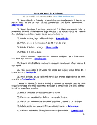 Revista de Temas Nicaragüenses
No. 166 –Febrero 2022 – ISSN 2164-4268 - http://www.temasnicas.net/
29
32. Sépalo dorsal con 7 nervios; labelo diminutamente pubescente, hojas ovadas,
plantas hasta 45 cm de alto; pétalos pubescentes, con ápices redondeados ...
Restrepiella
32. Sépalo dorsal con 3 nervios o raramente 1 ó 5; labelo mayormente glabro, si
pubescente entonces la lámina de las hojas cordada o las plantas menos de 10 cm de
alto; pétalos pubescentes o no, con ápices redondeados o no
33. Pétalos enteros; hoja 1–25 cm de largo ... Pleurothallis
33. Pétalos erosos a denticulados; hoja 2.5–6 cm de largo
34. Pétalos 1.5–2 mm de largo ... Pleurothallis
34. Pétalos 6–8 mm de largo
35. Sépalos laterales completamente connados, sinsépalo con el ápice obtuso;
base de la hoja cordada ... Pleurothallis
35. Sépalos laterales libres en el ápice, sinsépalo con el ápice bífido; base de la
hoja aguda
36. Hojas lanceoladas, 6–10 veces más largas que anchas; sépalo dorsal 1.5–3
mm de ancho ... Barbosella
36. Hojas elípticas, ca 2.5 veces más largas que anchas; sépalo dorsal ca 4 mm
de ancho ... Restrepiopsis
7. Flores sin articulación entre el ovario y el pedicelo, los pedicelos caedizos con la
flor; pseudobulbos presentes o ausentes; tallos con 1 o más hojas cada uno; epífitas o
terrestres, pequeñas o grandes
37. Plantas terrestres, enraizadas en tierra o humus
38. Plantas con pseudobulbos, bulbos, cormos o tubérculos
39. Plantas con pseudobulbos fusiformes y grandes (más de 10 cm de largo)
40. Labelo sacciforme, súpero; inflorescencias racemosas ... Catasetum
40. Labelo no sacciforme, ínfero; inflorescencias paniculadas ... Cyrtopodium
 