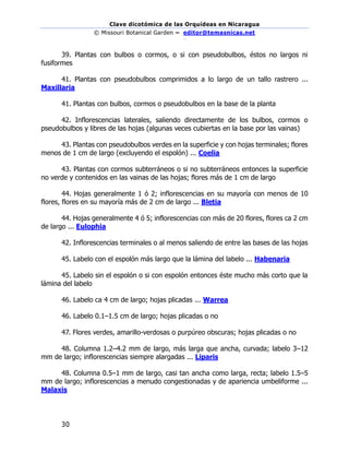 Clave dicotómica de las Orquídeas en Nicaragua
© Missouri Botanical Garden – editor@temasnicas.net
–
30
39. Plantas con bulbos o cormos, o si con pseudobulbos, éstos no largos ni
fusiformes
41. Plantas con pseudobulbos comprimidos a lo largo de un tallo rastrero ...
Maxillaria
41. Plantas con bulbos, cormos o pseudobulbos en la base de la planta
42. Inflorescencias laterales, saliendo directamente de los bulbos, cormos o
pseudobulbos y libres de las hojas (algunas veces cubiertas en la base por las vainas)
43. Plantas con pseudobulbos verdes en la superficie y con hojas terminales; flores
menos de 1 cm de largo (excluyendo el espolón) ... Coelia
43. Plantas con cormos subterráneos o si no subterráneos entonces la superficie
no verde y contenidos en las vainas de las hojas; flores más de 1 cm de largo
44. Hojas generalmente 1 ó 2; inflorescencias en su mayoría con menos de 10
flores, flores en su mayoría más de 2 cm de largo ... Bletia
44. Hojas generalmente 4 ó 5; inflorescencias con más de 20 flores, flores ca 2 cm
de largo ... Eulophia
42. Inflorescencias terminales o al menos saliendo de entre las bases de las hojas
45. Labelo con el espolón más largo que la lámina del labelo ... Habenaria
45. Labelo sin el espolón o si con espolón entonces éste mucho más corto que la
lámina del labelo
46. Labelo ca 4 cm de largo; hojas plicadas ... Warrea
46. Labelo 0.1–1.5 cm de largo; hojas plicadas o no
47. Flores verdes, amarillo-verdosas o purpúreo obscuras; hojas plicadas o no
48. Columna 1.2–4.2 mm de largo, más larga que ancha, curvada; labelo 3–12
mm de largo; inflorescencias siempre alargadas ... Liparis
48. Columna 0.5–1 mm de largo, casi tan ancha como larga, recta; labelo 1.5–5
mm de largo; inflorescencias a menudo congestionadas y de apariencia umbeliforme ...
Malaxis
 
