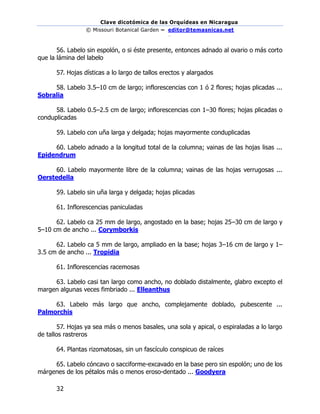 Clave dicotómica de las Orquídeas en Nicaragua
© Missouri Botanical Garden – editor@temasnicas.net
–
32
56. Labelo sin espolón, o si éste presente, entonces adnado al ovario o más corto
que la lámina del labelo
57. Hojas dísticas a lo largo de tallos erectos y alargados
58. Labelo 3.5–10 cm de largo; inflorescencias con 1 ó 2 flores; hojas plicadas ...
Sobralia
58. Labelo 0.5–2.5 cm de largo; inflorescencias con 1–30 flores; hojas plicadas o
conduplicadas
59. Labelo con uña larga y delgada; hojas mayormente conduplicadas
60. Labelo adnado a la longitud total de la columna; vainas de las hojas lisas ...
Epidendrum
60. Labelo mayormente libre de la columna; vainas de las hojas verrugosas ...
Oerstedella
59. Labelo sin uña larga y delgada; hojas plicadas
61. Inflorescencias paniculadas
62. Labelo ca 25 mm de largo, angostado en la base; hojas 25–30 cm de largo y
5–10 cm de ancho ... Corymborkis
62. Labelo ca 5 mm de largo, ampliado en la base; hojas 3–16 cm de largo y 1–
3.5 cm de ancho ... Tropidia
61. Inflorescencias racemosas
63. Labelo casi tan largo como ancho, no doblado distalmente, glabro excepto el
margen algunas veces fimbriado ... Elleanthus
63. Labelo más largo que ancho, complejamente doblado, pubescente ...
Palmorchis
57. Hojas ya sea más o menos basales, una sola y apical, o espiraladas a lo largo
de tallos rastreros
64. Plantas rizomatosas, sin un fascículo conspicuo de raíces
65. Labelo cóncavo o sacciforme-excavado en la base pero sin espolón; uno de los
márgenes de los pétalos más o menos eroso-dentado ... Goodyera
 