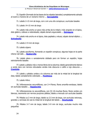 Clave dicotómica de las Orquídeas en Nicaragua
© Missouri Botanical Garden – editor@temasnicas.net
–
34
72. Espolón (formado de las bases de los sépalos laterales) completamente adnado
al ovario a manera de un nectario interno ... Sarcoglottis
71. Labelo 2–15 mm de largo, con o sin una uña conspicua y aurículas basales
73. Labelo 14–15 mm de largo
74. Labelo más ancho un poco más arriba de la mitad y más angosto en el ápice,
éste glabro y obtuso a redondeado; sépalo dorsal unguiculado ... Deiregyne
74. Labelo más ancho en el ápice, éste papilado y retuso; sépalo dorsal elíptico ...
Schiedeella
73. Labelo 2–9 mm de largo
75. Labelo súpero
76. Labelo sacciforme, formando un espolón conspicuo; algunas hojas en la parte
inferior del tallo ... Baskervilla
76. Labelo plano o variadamente doblado pero sin formar un espolón; hojas
estrictamente basales
77. Labelo y pétalos más o menos libres de la columna; labelo generalmente blanco
a verde claro con nervios reticulados verdes más obscuros o cafés a rojo obscuros ...
Cranichis
77. Labelo y pétalos unidos a la columna por más de la mitad de la longitud de
ésta; labelo variadamente coloreado ... Ponthieva
75. Labelo ínfero
78. Inflorescencias secundifloras, con 2–4 flores; flores amarillo-verdosas; labelo
sin aurículas basales ... Hapalorchis
78. Inflorescencias no secundifloras, con (5) 10–muchas flores; flores verdes y/o
blancas, raramente con nervios purpúreo pálidos; labelo a menudo con aurículas basales
79. Pétalos ca 2 mm de largo; labelo ca 2.5 mm de largo, con aurículas retrorsas,
grandes y carnosas de casi la mitad de la longitud del labelo ... Brachystele
79. Pétalos 3–7 mm de largo; labelo 3–9 mm de largo, aurículas mucho más
pequeñas
 