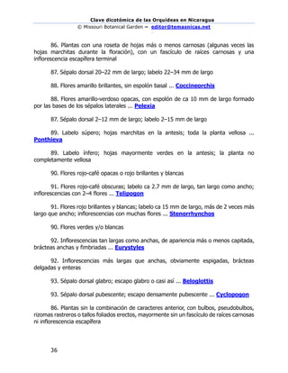 Clave dicotómica de las Orquídeas en Nicaragua
© Missouri Botanical Garden – editor@temasnicas.net
–
36
86. Plantas con una roseta de hojas más o menos carnosas (algunas veces las
hojas marchitas durante la floración), con un fascículo de raíces carnosas y una
inflorescencia escapífera terminal
87. Sépalo dorsal 20–22 mm de largo; labelo 22–34 mm de largo
88. Flores amarillo brillantes, sin espolón basal ... Coccineorchis
88. Flores amarillo-verdoso opacas, con espolón de ca 10 mm de largo formado
por las bases de los sépalos laterales ... Pelexia
87. Sépalo dorsal 2–12 mm de largo; labelo 2–15 mm de largo
89. Labelo súpero; hojas marchitas en la antesis; toda la planta vellosa ...
Ponthieva
89. Labelo ínfero; hojas mayormente verdes en la antesis; la planta no
completamente vellosa
90. Flores rojo-café opacas o rojo brillantes y blancas
91. Flores rojo-café obscuras; labelo ca 2.7 mm de largo, tan largo como ancho;
inflorescencias con 2–4 flores ... Telipogon
91. Flores rojo brillantes y blancas; labelo ca 15 mm de largo, más de 2 veces más
largo que ancho; inflorescencias con muchas flores ... Stenorrhynchos
90. Flores verdes y/o blancas
92. Inflorescencias tan largas como anchas, de apariencia más o menos capitada,
brácteas anchas y fimbriadas ... Eurystyles
92. Inflorescencias más largas que anchas, obviamente espigadas, brácteas
delgadas y enteras
93. Sépalo dorsal glabro; escapo glabro o casi así ... Beloglottis
93. Sépalo dorsal pubescente; escapo densamente pubescente ... Cyclopogon
86. Plantas sin la combinación de caracteres anterior, con bulbos, pseudobulbos,
rizomas rastreros o tallos foliados erectos, mayormente sin un fascículo de raíces carnosas
ni inflorescencia escapífera
 