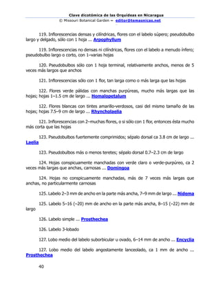 Clave dicotómica de las Orquídeas en Nicaragua
© Missouri Botanical Garden – editor@temasnicas.net
–
40
119. Inflorescencias densas y cilíndricas, flores con el labelo súpero; pseudobulbo
largo y delgado, sólo con 1 hoja ... Arpophyllum
119. Inflorescencias no densas ni cilíndricas, flores con el labelo a menudo ínfero;
pseudobulbo largo o corto, con 1–varias hojas
120. Pseudobulbos sólo con 1 hoja terminal, relativamente anchos, menos de 5
veces más largos que anchos
121. Inflorescencias sólo con 1 flor, tan larga como o más larga que las hojas
122. Flores verde pálidas con manchas purpúreas, mucho más largas que las
hojas; hojas 1–1.5 cm de largo ... Homalopetalum
122. Flores blancas con tintes amarillo-verdosos, casi del mismo tamaño de las
hojas; hojas 7.5–9 cm de largo ... Rhyncholaelia
121. Inflorescencias con 2–muchas flores, o si sólo con 1 flor, entonces ésta mucho
más corta que las hojas
123. Pseudobulbos fuertemente comprimidos; sépalo dorsal ca 3.8 cm de largo ...
Laelia
123. Pseudobulbos más o menos teretes; sépalo dorsal 0.7–2.3 cm de largo
124. Hojas conspicuamente manchadas con verde claro o verde-purpúreo, ca 2
veces más largas que anchas, carnosas ... Domingoa
124. Hojas no conspicuamente manchadas, más de 7 veces más largas que
anchas, no particularmente carnosas
125. Labelo 2–3 mm de ancho en la parte más ancha, 7–9 mm de largo ... Nidema
125. Labelo 5–16 (–20) mm de ancho en la parte más ancha, 8–15 (–22) mm de
largo
126. Labelo simple ... Prosthechea
126. Labelo 3-lobado
127. Lobo medio del labelo suborbicular u ovado, 6–14 mm de ancho ... Encyclia
127. Lobo medio del labelo angostamente lanceolado, ca 1 mm de ancho ...
Prosthechea
 
