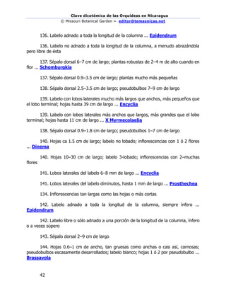 Clave dicotómica de las Orquídeas en Nicaragua
© Missouri Botanical Garden – editor@temasnicas.net
–
42
136. Labelo adnado a toda la longitud de la columna ... Epidendrum
136. Labelo no adnado a toda la longitud de la columna, a menudo abrazándola
pero libre de ésta
137. Sépalo dorsal 6–7 cm de largo; plantas robustas de 2–4 m de alto cuando en
flor ... Schomburgkia
137. Sépalo dorsal 0.9–3.5 cm de largo; plantas mucho más pequeñas
138. Sépalo dorsal 2.5–3.5 cm de largo; pseudobulbos 7–9 cm de largo
139. Labelo con lobos laterales mucho más largos que anchos, más pequeños que
el lobo terminal; hojas hasta 39 cm de largo ... Encyclia
139. Labelo con lobos laterales más anchos que largos, más grandes que el lobo
terminal; hojas hasta 11 cm de largo ... X Myrmecolaelia
138. Sépalo dorsal 0.9–1.8 cm de largo; pseudobulbos 1–7 cm de largo
140. Hojas ca 1.5 cm de largo; labelo no lobado; inflorescencias con 1 ó 2 flores
... Dinema
140. Hojas 10–30 cm de largo; labelo 3-lobado; inflorescencias con 2–muchas
flores
141. Lobos laterales del labelo 6–8 mm de largo ... Encyclia
141. Lobos laterales del labelo diminutos, hasta 1 mm de largo ... Prosthechea
134. Inflorescencias tan largas como las hojas o más cortas
142. Labelo adnado a toda la longitud de la columna, siempre ínfero ...
Epidendrum
142. Labelo libre o sólo adnado a una porción de la longitud de la columna, ínfero
o a veces súpero
143. Sépalo dorsal 2–9 cm de largo
144. Hojas 0.6–1 cm de ancho, tan gruesas como anchas o casi así, carnosas;
pseudobulbos escasamente desarrollados; labelo blanco; hojas 1 ó 2 por pseudobulbo ...
Brassavola
 