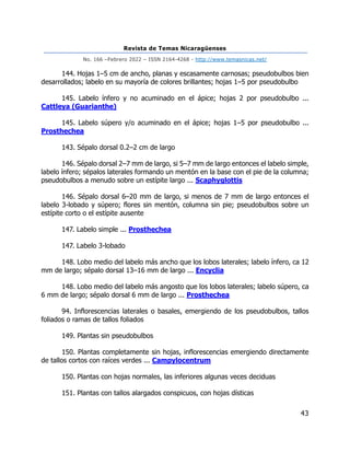 Revista de Temas Nicaragüenses
No. 166 –Febrero 2022 – ISSN 2164-4268 - http://www.temasnicas.net/
43
144. Hojas 1–5 cm de ancho, planas y escasamente carnosas; pseudobulbos bien
desarrollados; labelo en su mayoría de colores brillantes; hojas 1–5 por pseudobulbo
145. Labelo ínfero y no acuminado en el ápice; hojas 2 por pseudobulbo ...
Cattleya (Guarianthe)
145. Labelo súpero y/o acuminado en el ápice; hojas 1–5 por pseudobulbo ...
Prosthechea
143. Sépalo dorsal 0.2–2 cm de largo
146. Sépalo dorsal 2–7 mm de largo, si 5–7 mm de largo entonces el labelo simple,
labelo ínfero; sépalos laterales formando un mentón en la base con el pie de la columna;
pseudobulbos a menudo sobre un estípite largo ... Scaphyglottis
146. Sépalo dorsal 6–20 mm de largo, si menos de 7 mm de largo entonces el
labelo 3-lobado y súpero; flores sin mentón, columna sin pie; pseudobulbos sobre un
estípite corto o el estípite ausente
147. Labelo simple ... Prosthechea
147. Labelo 3-lobado
148. Lobo medio del labelo más ancho que los lobos laterales; labelo ínfero, ca 12
mm de largo; sépalo dorsal 13–16 mm de largo ... Encyclia
148. Lobo medio del labelo más angosto que los lobos laterales; labelo súpero, ca
6 mm de largo; sépalo dorsal 6 mm de largo ... Prosthechea
94. Inflorescencias laterales o basales, emergiendo de los pseudobulbos, tallos
foliados o ramas de tallos foliados
149. Plantas sin pseudobulbos
150. Plantas completamente sin hojas, inflorescencias emergiendo directamente
de tallos cortos con raíces verdes ... Campylocentrum
150. Plantas con hojas normales, las inferiores algunas veces deciduas
151. Plantas con tallos alargados conspicuos, con hojas dísticas
 