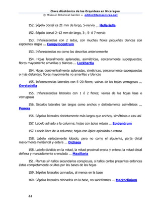 Clave dicotómica de las Orquídeas en Nicaragua
© Missouri Botanical Garden – editor@temasnicas.net
–
44
152. Sépalo dorsal ca 21 mm de largo, 5-nervio ... Helleriella
152. Sépalo dorsal 2–12 mm de largo, 3-, 5- ó 7-nervio
153. Inflorescencias con 2 lados, con muchas flores pequeñas blancas con
espolones largos ... Campylocentrum
153. Inflorescencias no como las descritas anteriormente
154. Hojas lateralmente aplanadas, asimétricas, cercanamente superpuestas;
flores mayormente amarillas y blancas ... Lockhartia
154. Hojas dorsiventralmente aplanadas, simétricas, cercanamente superpuestas
o más distantes; flores mayormente no amarillas y blancas
155. Inflorescencias laterales con 5–20 flores; vainas de las hojas verrugosas ...
Oerstedella
155. Inflorescencias laterales con 1 ó 2 flores; vainas de las hojas lisas o
verrugosas
156. Sépalos laterales tan largos como anchos y distintamente asimétricos ...
Ponera
156. Sépalos laterales distintamente más largos que anchos, simétricos o casi así
157. Labelo adnado a la columna; hojas con ápice retuso ... Epidendrum
157. Labelo libre de la columna; hojas con ápice apiculado o retuso
158. Labelo variadamente lobado, pero no como el siguiente, parte distal
mayormente horizontal y entera ... Dichaea
158. Labelo dividido en la mitad, la mitad proximal erecta y entera, la mitad distal
deflexa y marcadamente crenulada ... Maxillaria
151. Plantas sin tallos secundarios conspicuos, si tallos cortos presentes entonces
éstos completamente ocultos por las bases de las hojas
159. Sépalos laterales connados, al menos en la base
160. Sépalos laterales connados en la base, no sacciformes ... Macroclinium
 