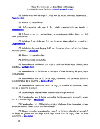 Clave dicotómica de las Orquídeas en Nicaragua
© Missouri Botanical Garden – editor@temasnicas.net
–
46
168. Labelo 9–20 mm de largo y 7.7–15 mm de ancho, ampliado distalmente ...
Psygmorchis
166. Plantas no flabeliformes
169. Inflorescencias sólo con 1 flor; labelo esencialmente no lobado ...
Kefersteinia
169. Inflorescencias con muchas flores, a menudo paniculadas; labelo con 4–6
lobos prominentes
170. Labelo ca 5 mm de largo y 3–4 mm de ancho, lobos delgados y curvados ...
Cryptarrhena
170. Labelo 8–15 mm de largo y 8–18 mm de ancho, al menos los lobos distales
anchos y planos ... Oncidium
149. Plantas con pseudobulbos
171. Inflorescencias paniculadas
172. Pseudobulbos fusiformes, con hojas o cicatrices de las hojas dísticas; hojas
plicadas ... Cyrtopodium
172. Pseudobulbos no fusiformes o con hojas sólo en la base y el ápice; hojas
conduplicadas
173. Pseudobulbos más de 20 cm de largo, fusiformes; uña del labelo adnada a
toda la longitud de la columna ... Epidendrum
173. Pseudobulbos menos de 20 cm de largo, la mayoría no fusiformes; labelo
libre de la columna o casi así
174. Labelo simple, algunas veces levemente retuso apicalmente
175. Pseudobulbos con 2 hojas terminales; labelo con ápice atenuado; sépalo
dorsal 21 mm de largo ... Oncidium
175.Pseudobulbos con 1 (2) hojas terminales; labelo con ápice truncado a obtuso,
a menudo retuso; sépalo dorsal 6–9 mm de largo
176. Plantas pequeñas, pseudobulbos hasta 3 cm de largo, el ancho al menos 2/3
del largo, en general con una hoja apical; hoja hasta 7 cm de largo; labelo sin base
sacciforme ... Leochilus
 