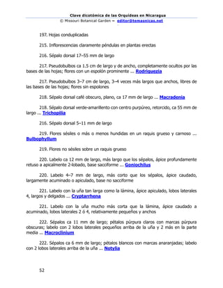 Clave dicotómica de las Orquídeas en Nicaragua
© Missouri Botanical Garden – editor@temasnicas.net
–
52
197. Hojas conduplicadas
215. Inflorescencias claramente péndulas en plantas erectas
216. Sépalo dorsal 17–55 mm de largo
217. Pseudobulbos ca 1.5 cm de largo y de ancho, completamente ocultos por las
bases de las hojas; flores con un espolón prominente ... Rodriguezia
217. Pseudobulbos 3–7 cm de largo, 3–4 veces más largos que anchos, libres de
las bases de las hojas; flores sin espolones
218. Sépalo dorsal café obscuro, plano, ca 17 mm de largo ... Macradenia
218. Sépalo dorsal verde-amarillento con centro purpúreo, retorcido, ca 55 mm de
largo ... Trichopilia
216. Sépalo dorsal 5–11 mm de largo
219. Flores sésiles o más o menos hundidas en un raquis grueso y carnoso ...
Bulbophyllum
219. Flores no sésiles sobre un raquis grueso
220. Labelo ca 12 mm de largo, más largo que los sépalos, ápice profundamente
retuso a apicalmente 2-lobado, base sacciforme ... Goniochilus
220. Labelo 4–7 mm de largo, más corto que los sépalos, ápice caudado,
largamente acuminado o apiculado, base no sacciforme
221. Labelo con la uña tan larga como la lámina, ápice apiculado, lobos laterales
4, largos y delgados ... Cryptarrhena
221. Labelo con la uña mucho más corta que la lámina, ápice caudado a
acuminado, lobos laterales 2 ó 4, relativamente pequeños y anchos
222. Sépalos ca 11 mm de largo; pétalos púrpura claros con marcas púrpura
obscuras; labelo con 2 lobos laterales pequeños arriba de la uña y 2 más en la parte
media ... Macroclinium
222. Sépalos ca 6 mm de largo; pétalos blancos con marcas anaranjadas; labelo
con 2 lobos laterales arriba de la uña ... Notylia
 