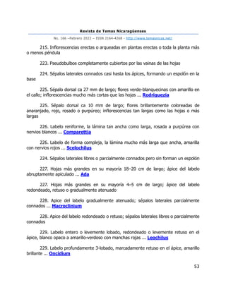 Revista de Temas Nicaragüenses
No. 166 –Febrero 2022 – ISSN 2164-4268 - http://www.temasnicas.net/
53
215. Inflorescencias erectas o arqueadas en plantas erectas o toda la planta más
o menos péndula
223. Pseudobulbos completamente cubiertos por las vainas de las hojas
224. Sépalos laterales connados casi hasta los ápices, formando un espolón en la
base
225. Sépalo dorsal ca 27 mm de largo; flores verde-blanquecinas con amarillo en
el callo; inflorescencias mucho más cortas que las hojas ... Rodriguezia
225. Sépalo dorsal ca 10 mm de largo; flores brillantemente coloreadas de
anaranjado, rojo, rosado o purpúreo; inflorescencias tan largas como las hojas o más
largas
226. Labelo reniforme, la lámina tan ancha como larga, rosada a purpúrea con
nervios blancos ... Comparettia
226. Labelo de forma compleja, la lámina mucho más larga que ancha, amarilla
con nervios rojos ... Scelochilus
224. Sépalos laterales libres o parcialmente connados pero sin forman un espolón
227. Hojas más grandes en su mayoría 18–20 cm de largo; ápice del labelo
abruptamente apiculado ... Ada
227. Hojas más grandes en su mayoría 4–5 cm de largo; ápice del labelo
redondeado, retuso o gradualmente atenuado
228. Apice del labelo gradualmente atenuado; sépalos laterales parcialmente
connados ... Macroclinium
228. Apice del labelo redondeado o retuso; sépalos laterales libres o parcialmente
connados
229. Labelo entero o levemente lobado, redondeado o levemente retuso en el
ápice, blanco opaco a amarillo-verdoso con manchas rojas ... Leochilus
229. Labelo profundamente 3-lobado, marcadamente retuso en el ápice, amarillo
brillante ... Oncidium
 