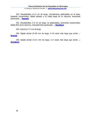 Clave dicotómica de las Orquídeas en Nicaragua
© Missouri Botanical Garden – editor@temasnicas.net
–
56
245. Pseudobulbos 6–13 cm de largo, normalmente pediculados en la base,
bastante comprimidos; labelo adnado a la mitad basal de la columna, levemente
pandurado ... Aspasia
245. Pseudobulbos 3–6 cm de largo, no pediculados, levemente comprimidos;
labelo libre de la columna, marcadamente pandurado ... Oncidium
244. Columna 3–7 mm de largo
246. Sépalo dorsal 19–50 mm de largo, 4–10 veces más largo que ancho ...
Brassia
246. Sépalo dorsal 13–21 mm de largo, 2–3 veces más largo que ancho ...
Oncidium
 