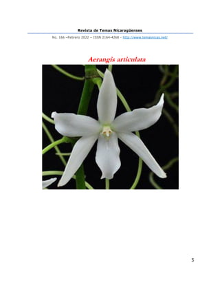Revista de Temas Nicaragüenses
No. 166 –Febrero 2022 – ISSN 2164-4268 - http://www.temasnicas.net/
5
Aerangis articulata
 