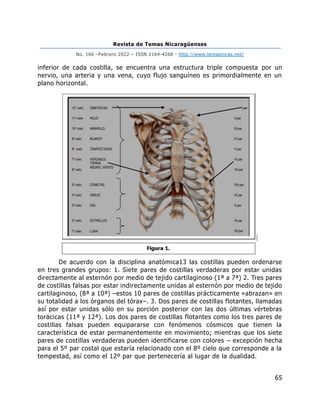 Revista de Temas Nicaragüenses
No. 166 –Febrero 2022 – ISSN 2164-4268 - http://www.temasnicas.net/
65
inferior de cada costilla, se encuentra una estructura triple compuesta por un
nervio, una arteria y una vena, cuyo flujo sanguíneo es primordialmente en un
plano horizontal.
De acuerdo con la disciplina anatómica13 las costillas pueden ordenarse
en tres grandes grupos: 1. Siete pares de costillas verdaderas por estar unidas
directamente al esternón por medio de tejido cartilaginoso (1ª a 7ª) 2. Tres pares
de costillas falsas por estar indirectamente unidas al esternón por medio de tejido
cartilaginoso, (8ª a 10ª) –estos 10 pares de costillas prácticamente «abrazan» en
su totalidad a los órganos del tórax–. 3. Dos pares de costillas flotantes, llamadas
así por estar unidas sólo en su porción posterior con las dos últimas vértebras
torácicas (11ª y 12ª). Los dos pares de costillas flotantes como los tres pares de
costillas falsas pueden equipararse con fenómenos cósmicos que tienen la
característica de estar permanentemente en movimiento; mientras que los siete
pares de costillas verdaderas pueden identificarse con colores – excepción hecha
para el 5º par costal que estaría relacionado con el 8º cielo que corresponde a la
tempestad, así como el 12º par que pertenecería al lugar de la dualidad.
 