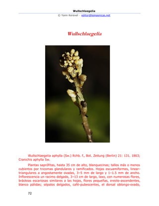 Wullschlaegelia
© Yann Kerevel – editor@temasnicas.net
72
Wullschlaegelia
Wullschlaegelia aphylla (Sw.) Rchb. f., Bot. Zeitung (Berlin) 21: 131. 1863;
Cranichis aphylla Sw.
Plantas saprófitas, hasta 35 cm de alto, blanquecinas; tallos más o menos
cubiertos por tricomas glandulares y ramificados. Hojas escuamiformes, linear-
triangulares a angostamente ovadas, 3–5 mm de largo y 1–1.5 mm de ancho.
Inflorescencia un racimo delgado, 3–13 cm de largo, laxo, con numerosas flores,
brácteas escariosas similares a las hojas, flores pequeñas, erecto-ascendentes,
blanco pálidas; sépalos delgados, café-pubescentes, el dorsal oblongo-ovado,
 