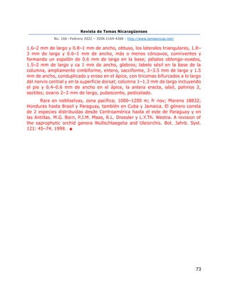 Revista de Temas Nicaragüenses
No. 166 –Febrero 2022 – ISSN 2164-4268 - http://www.temasnicas.net/
73
1.6–2 mm de largo y 0.8–1 mm de ancho, obtuso, los laterales triangulares, 1.8–
3 mm de largo y 0.6–1 mm de ancho, más o menos cóncavos, conniventes y
formando un espolón de 0.6 mm de largo en la base; pétalos oblongo-ovados,
1.5–2 mm de largo y ca 1 mm de ancho, glabros; labelo sésil en la base de la
columna, ampliamente cimbiforme, entero, sacciforme, 3–3.5 mm de largo y 1.5
mm de ancho, conduplicado y eroso en el ápice, con tricomas bifurcados a lo largo
del nervio central y en la superficie dorsal; columna 1–1.3 mm de largo incluyendo
el pie y 0.4–0.6 mm de ancho en el ápice, la antera erecta, sésil, polinios 2,
sectiles; ovario 2–3 mm de largo, pubescente, pedicelado.
Rara en nebliselvas, zona pacífica; 1000–1200 m; fr nov; Moreno 18832;
Honduras hasta Brasil y Paraguay, también en Cuba y Jamaica. El género consta
de 2 especies distribuidas desde Centroamérica hasta el este de Paraguay y en
las Antillas. M.G. Born, P.J.M. Maas, R.L. Dressler y L.Y.Th. Westra. A revision of
the saprophytic orchid genera Wullschlaegelia and Uleiorchis. Bot. Jahrb. Syst.
121: 45–74. 1999. ■
 