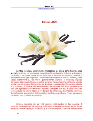 Vanilla Mill
editor@atemasnicas.net
76
Vanilla Mill.
Epífitas robustas, generalmente trepadoras, de altura considerable, raras
veces terrestres y no trepadoras, generalmente ramificadas. Hojas no articuladas,
coriáceas o carnosas, raras veces reducidas a escamas o ausentes; sésiles o
atenuadas en un pseudopecíolo. Inflorescencias racemosas cortas, axilares, raras
veces subterminales, las flores generalmente grandes y vistosas; sépalos
carnosos, desiguales, libres, patentes o menos frecuentemente reflexos; pétalos
similares a los sépalos; labelo entero o 3-lobado, con la quilla diferenciada adnada
a la columna, la lámina libre envolviendo a la columna y el disco generalmente
con una agrupación de laminillas; columna alargada, sin pie, a veces con alas
inconspicuas, la antera ligada a los bordes del clinandro, incumbente, convexa,
semiglobosa o algo cónica, polinios pulverulentos o granulosos. Frutos alargados,
carnosos, más o menos aromáticos.
Género complejo con ca 100 especies distribuidas en los trópicos; 4
especies se conocen en Nicaragua y 1 adicional se espera encontrar. Varias de las
especies son cultivadas por sus frutos que son la fuente de la vainilla. Actualmente
 