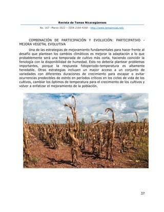 Revista de Temas Nicaragüenses
No. 167 –Marzo 2022 – ISSN 2164-4268 - http://www.temasnicas.net/
37
COMBINACIÓN DE PARTICIPACIÓN Y EVOLUCIÓN: PARTICIPATIVO -
MEJORA VEGETAL EVOLUTIVA
Una de las estrategias de mejoramiento fundamentales para hacer frente al
desafío que plantean los cambios climáticos es mejorar la adaptación a lo que
probablemente será una temporada de cultivo más corta, haciendo coincidir la
fenología con la disponibilidad de humedad. Esto no debería plantear problemas
importantes, porque la respuesta fotoperiodo-temperatura es altamente
heredable. Otras estrategias incluyen un mayor acceso a un conjunto de
variedades con diferentes duraciones de crecimiento para escapar o evitar
ocurrencias predecibles de estrés en períodos críticos en los ciclos de vida de los
cultivos, cambiar los óptimos de temperatura para el crecimiento de los cultivos y
volver a enfatizar el mejoramiento de la población.
 
