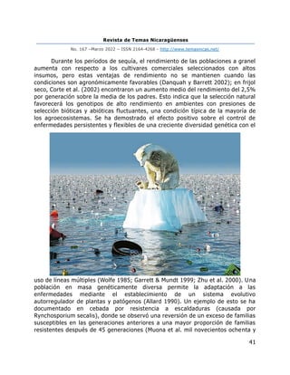 Revista de Temas Nicaragüenses
No. 167 –Marzo 2022 – ISSN 2164-4268 - http://www.temasnicas.net/
41
Durante los períodos de sequía, el rendimiento de las poblaciones a granel
aumenta con respecto a los cultivares comerciales seleccionados con altos
insumos, pero estas ventajas de rendimiento no se mantienen cuando las
condiciones son agronómicamente favorables (Danquah y Barrett 2002); en frijol
seco, Corte et al. (2002) encontraron un aumento medio del rendimiento del 2,5%
por generación sobre la media de los padres. Esto indica que la selección natural
favorecerá los genotipos de alto rendimiento en ambientes con presiones de
selección bióticas y abióticas fluctuantes, una condición típica de la mayoría de
los agroecosistemas. Se ha demostrado el efecto positivo sobre el control de
enfermedades persistentes y flexibles de una creciente diversidad genética con el
uso de líneas múltiples (Wolfe 1985; Garrett & Mundt 1999; Zhu et al. 2000). Una
población en masa genéticamente diversa permite la adaptación a las
enfermedades mediante el establecimiento de un sistema evolutivo
autorregulador de plantas y patógenos (Allard 1990). Un ejemplo de esto se ha
documentado en cebada por resistencia a escaldaduras (causada por
Rynchosporium secalis), donde se observó una reversión de un exceso de familias
susceptibles en las generaciones anteriores a una mayor proporción de familias
resistentes después de 45 generaciones (Muona et al. mil novecientos ochenta y
 