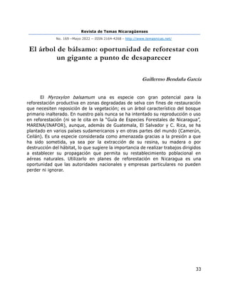 Revista de Temas Nicaragüenses
No. 169 –Mayo 2022 – ISSN 2164-4268 - http://www.temasnicas.net/
33
El árbol de bálsamo: oportunidad de reforestar con
un gigante a punto de desaparecer
Guillermo Bendaña García
El Myroxylon balsamum una es especie con gran potencial para la
reforestación productiva en zonas degradadas de selva con fines de restauración
que necesiten reposición de la vegetación; es un árbol característico del bosque
primario inalterado. En nuestro país nunca se ha intentado su reproducción o uso
en reforestación (ni se le cita en la “Guía de Especies Forestales de Nicaragua”,
MARENA/INAFOR), aunque, además de Guatemala, El Salvador y C. Rica, se ha
plantado en varios países sudamericanos y en otras partes del mundo (Camerún,
Ceilán). Es una especie considerada como amenazada gracias a la presión a que
ha sido sometida, ya sea por la extracción de su resina, su madera o por
destrucción del hábitat, lo que sugiere la importancia de realizar trabajos dirigidos
a establecer su propagación que permita su restablecimiento poblacional en
aéreas naturales. Utilizarlo en planes de reforestación en Nicaragua es una
oportunidad que las autoridades nacionales y empresas particulares no pueden
perder ni ignorar.
 