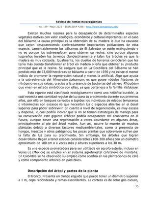 Revista de Temas Nicaragüenses
No. 169 –Mayo 2022 – ISSN 2164-4268 - http://www.temasnicas.net/
35
Existen muchas razones para la desaparición de determinadas especies
vegetales nativas con valor ecológico, económico y cultural importante; en el caso
del bálsamo la causa principal es la obtención de su madera lo que ha causado
que vayan desapareciendo aceleradamente importantes poblaciones de esta
especie. Lamentablemente los bálsamos de El Salvador se estén extinguiendo y
no es porque los sobreexploten para obtener su resina, sino porque algunos
lugareños invaden los terrenos clandestinamente y talan los árboles ya que la
madera es muy cotizada. Igualmente, los dueños de terrenos conocieron que les
tenía más cuenta transformar el árbol en madera o leña que obtener su producto
principal que es la resina. Se asegura que en La Cordillera del Bálsamo se han
perdido más de 73,000 hectáreas de bálsamo a partir de 1970 y no existe el menor
indicio de promover la regeneración natural y menos la artificial. Algo que ayuda
a la sobrevivencia del Myroxylon balsamum, es que posee nódulos fijadores de
nitrógeno en sus raíces, gracias a la presencia de bacterias del género Rhizobium
que viven en estado simbiótico con ellas, ya que pertenece a la familia Fabáceae.
Esta especie está clasificada ecológicamente como una heliófita durable, la
cual necesita una cantidad regular de luz para su crecimiento durante sus primeros
años, por ello en bosques cerrados o tupidos los individuos de edades tempranas
o intermedias son escasos ya que necesitan luz o espacios abiertos en el dosel
superior para poder sobrevivir. En cuanto a nivel de regeneración, es muy escasa
y dispersa, lo cual podría indicar que si no se toman estrategias de manejo para
su conservación este gigante arbóreo podría desaparecer del ecosistema en el
futuro, aunque posee una regeneración a veces abundante en algunas áreas,
principalmente al pie del árbol madre. Aun así, ocurre la muerte de muchas
plántulas debido a diversos factores medioambientales, como la presencia de
hongos, insectos y otros patógenos; las pocas plantas que sobreviven sufren por
la falta de luz para su crecimiento. Sin embargo, los árboles que logran
desarrollarse llegan a tener edades considerables (100-300 años) con un diámetro
aproximado de 100 cm o a veces más y alturas superiores a los 30 m.
Es una especie prometedora para ser utilizada en agroforestería, incluso en
Veracruz (México) se emplea en el sistema agroforestal cafetalero de montaña.
En Colombia se ha observado su empleo como sombra en las plantaciones de café
y como componente arbóreo en pastizales.
Descripción del árbol y partes de la planta
El tronco. Presenta un tronco erguido que puede tener un diámetro superior
a 1 m, copa redondeada y ramas ascendentes. La corteza es de color gris oscuro,
 