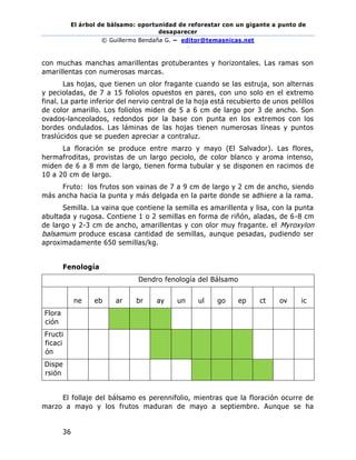 El árbol de bálsamo: oportunidad de reforestar con un gigante a punto de
desaparecer
© Guillermo Bendaña G. – editor@temasnicas.net
–
36
con muchas manchas amarillentas protuberantes y horizontales. Las ramas son
amarillentas con numerosas marcas.
Las hojas, que tienen un olor fragante cuando se las estruja, son alternas
y pecioladas, de 7 a 15 foliolos opuestos en pares, con uno solo en el extremo
final. La parte inferior del nervio central de la hoja está recubierto de unos pelillos
de color amarillo. Los foliolos miden de 5 a 6 cm de largo por 3 de ancho. Son
ovados-lanceolados, redondos por la base con punta en los extremos con los
bordes ondulados. Las láminas de las hojas tienen numerosas líneas y puntos
traslúcidos que se pueden apreciar a contraluz.
La floración se produce entre marzo y mayo (El Salvador). Las flores,
hermafroditas, provistas de un largo peciolo, de color blanco y aroma intenso,
miden de 6 a 8 mm de largo, tienen forma tubular y se disponen en racimos de
10 a 20 cm de largo.
Fruto: los frutos son vainas de 7 a 9 cm de largo y 2 cm de ancho, siendo
más ancha hacia la punta y más delgada en la parte donde se adhiere a la rama.
Semilla. La vaina que contiene la semilla es amarillenta y lisa, con la punta
abultada y rugosa. Contiene 1 o 2 semillas en forma de riñón, aladas, de 6-8 cm
de largo y 2-3 cm de ancho, amarillentas y con olor muy fragante. el Myroxylon
balsamum produce escasa cantidad de semillas, aunque pesadas, pudiendo ser
aproximadamente 650 semillas/kg.
Fenología
Dendro fenología del Bálsamo
E
ne
F
eb
M
ar
A
br
M
ay
J
un
J
ul
A
go
S
ep
O
ct
N
ov
D
ic
Flora
ción
Fructi
ficaci
ón
Dispe
rsión
El follaje del bálsamo es perennifolio, mientras que la floración ocurre de
marzo a mayo y los frutos maduran de mayo a septiembre. Aunque se ha
 