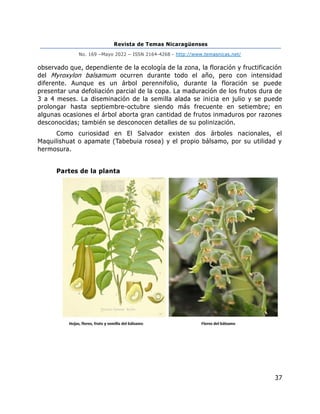 Revista de Temas Nicaragüenses
No. 169 –Mayo 2022 – ISSN 2164-4268 - http://www.temasnicas.net/
37
observado que, dependiente de la ecología de la zona, la floración y fructificación
del Myroxylon balsamum ocurren durante todo el año, pero con intensidad
diferente. Aunque es un árbol perennifolio, durante la floración se puede
presentar una defoliación parcial de la copa. La maduración de los frutos dura de
3 a 4 meses. La diseminación de la semilla alada se inicia en julio y se puede
prolongar hasta septiembre-octubre siendo más frecuente en setiembre; en
algunas ocasiones el árbol aborta gran cantidad de frutos inmaduros por razones
desconocidas; también se desconocen detalles de su polinización.
Como curiosidad en El Salvador existen dos árboles nacionales, el
Maquilishuat o apamate (Tabebuia rosea) y el propio bálsamo, por su utilidad y
hermosura.
Partes de la planta
 
