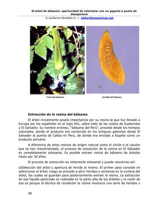 El árbol de bálsamo: oportunidad de reforestar con un gigante a punto de
desaparecer
© Guillermo Bendaña G. – editor@temasnicas.net
–
38
Extracción de la resina del bálsamo
El árbol inicialmente poseía importancia por su resina la que fue llevado a
Europa por los españoles en el siglo XVI, sobre todo de las costas de Guatemala
y El Salvador. Su nombre erróneo, “bálsamo del Perú”, procede desde los tiempos
coloniales, donde el producto era conducido en los antiguos galeones desde El
Salvador al puerto de Callao en Perú, de donde era enviado a España como un
producto peruano.
A diferencia de otras resinas de origen natural como el chicle o el caucho
que se han industrializado, el proceso de extracción de la resina en El Salvador
es completamente artesanal. Es posible extraer resina de bálsamo de árboles
hasta por 30 años.
El proceso de extracción es netamente artesanal y puede resumirse así:
a)Selección del árbol y apertura de herida al mismo. El primer paso consiste en
seleccionar el árbol, luego se procede a abrir heridas o ventanas en la corteza del
árbol, las cuales se guardan para posteriormente extraer la resina. La extracción
de ese líquido apreciado es realizada en la parte alta de los árboles y la razón de
eso es porque la técnica de recolectar la resina involucra una serie de heridas y
 