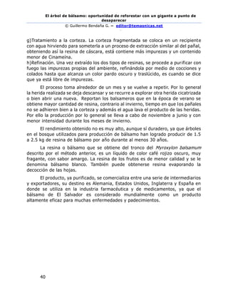 El árbol de bálsamo: oportunidad de reforestar con un gigante a punto de
desaparecer
© Guillermo Bendaña G. – editor@temasnicas.net
–
40
g)Tratamiento a la corteza. La corteza fragmentada se coloca en un recipiente
con agua hirviendo para someterla a un proceso de extracción similar al del pañal,
obteniendo así la resina de cáscara, está contiene más impurezas y un contenido
menor de Cinameína.
h)Refinación. Una vez extraído los dos tipos de resinas, se procede a purificar con
fuego las impurezas propias del ambiente, refinándola por medio de cocciones y
colados hasta que alcanza un color pardo oscuro y traslúcido, es cuando se dice
que ya está libre de impurezas.
El proceso toma alrededor de un mes y se vuelve a repetir. Por lo general
la herida realizada se deja descansar y se recurre a explorar otra herida cicatrizada
o bien abrir una nueva. Reportan los balsameros que en la época de verano se
obtiene mayor cantidad de resina, contrario al invierno, tiempo en que los pañales
no se adhieren bien a la corteza y además el agua lava el producto de las heridas.
Por ello la producción por lo general se lleva a cabo de noviembre a junio y con
menor intensidad durante los meses de invierno.
El rendimiento obtenido no es muy alto, aunque sí duradero, ya que árboles
en el bosque utilizados para producción de bálsamo han logrado producir de 1.5
a 2.5 kg de resina de bálsamo por año durante al menos 30 años.
La resina o bálsamo que se obtiene del tronco del Myroxylon balsamum
descrito por el método anterior, es un líquido de color café rojizo oscuro, muy
fragante, con sabor amargo. La resina de los frutos es de menor calidad y se le
denomina bálsamo blanco. También puede obtenerse resina evaporando la
decocción de las hojas.
El producto, ya purificado, se comercializa entre una serie de intermediarios
y exportadores, su destino es Alemania, Estados Unidos, Inglaterra y España en
donde se utiliza en la industria farmacéutica y de medicamentos, ya que el
bálsamo de El Salvador es considerado mundialmente como un producto
altamente eficaz para muchas enfermedades y padecimientos.
 
