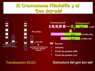 El Cromosoma Filadelfia y el  Gen  bcr-abl bcr-abl PROTEINA DE FUSION CON ACTIVIDAD TiROSINA QUINASA Ph (o 22q-) 1 p210Bcr-Abl p185Bcr-Abl 2-11 2-11 Cromosoma 9 c- bcr Cromosoma 22 c- abl 2-11 Exones Intrones Punto de quiebre LMC Punto de quiebre LLA Translocación t(9;22)  Estructura del gen  bcr-abl 