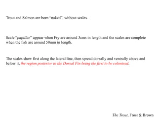 The Trout, Frost & Brown
Scale “papillae” appear when Fry are around 3cms in length and the scales are complete
when the fish are around 50mm in length.
The scales show first along the lateral line, then spread dorsally and ventrally above and
below it, the region posterior to the Dorsal Fin being the first to be colonised.
Trout and Salmon are born “naked”, without scales.
 
