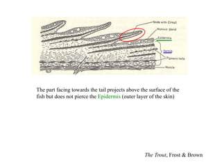 The Trout, Frost & Brown
The part facing towards the tail projects above the surface of the
fish but does not pierce the Epidermis (outer layer of the skin)
 