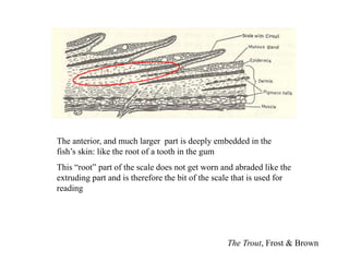 The Trout, Frost & Brown
The anterior, and much larger part is deeply embedded in the
fish’s skin: like the root of a tooth in the gum
This “root” part of the scale does not get worn and abraded like the
extruding part and is therefore the bit of the scale that is used for
reading
 