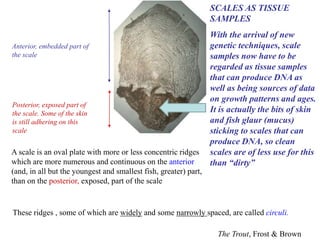 The Trout, Frost & Brown
A scale is an oval plate with more or less concentric ridges
which are more numerous and continuous on the anterior
(and, in all but the youngest and smallest fish, greater) part,
than on the posterior, exposed, part of the scale
Posterior, exposed part of
the scale. Some of the skin
is still adhering on this
scale
Anterior, embedded part of
the scale
These ridges , some of which are widely and some narrowly spaced, are called circuli.
SCALES AS TISSUE
SAMPLES
With the arrival of new
genetic techniques, scale
samples now have to be
regarded as tissue samples
that can produce DNA as
well as being sources of data
on growth patterns and ages.
It is actually the bits of skin
and fish glaur (mucus)
sticking to scales that can
produce DNA, so clean
scales are of less use for this
than “dirty”
 