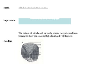 Scale.
Impression
The pattern of widely and narrowly spaced ridges / circuli can
be read to show the seasons that a fish has lived through.
Reading
 