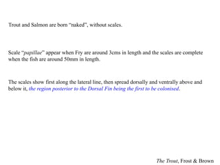 The Trout, Frost & Brown
Scale “papillae” appear when Fry are around 3cms in length and the scales are complete
when the fish are around 50mm in length.
The scales show first along the lateral line, then spread dorsally and ventrally above and
below it, the region posterior to the Dorsal Fin being the first to be colonised.
Trout and Salmon are born “naked”, without scales.
 