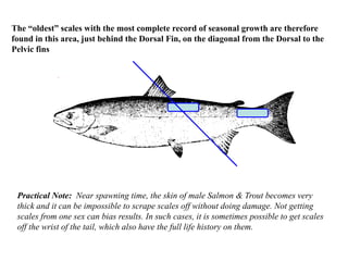 The “oldest” scales with the most complete record of seasonal growth are therefore
found in this area, just behind the Dorsal Fin, on the diagonal from the Dorsal to the
Pelvic fins
.
Practical Note: Near spawning time, the skin of male Salmon & Trout becomes very
thick and it can be impossible to scrape scales off without doing damage. Not getting
scales from one sex can bias results. In such cases, it is sometimes possible to get scales
off the wrist of the tail, which also have the full life history on them.
 