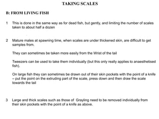 1 This is done in the same way as for dead fish, but gently, and limiting the number of scales
taken to about half a dozen
TAKING SCALES
.
B: FROM LIVING FISH
2 Mature males at spawning time, when scales are under thickened skin, are difficult to get
samples from.
They can sometimes be taken more easily from the Wrist of the tail
Tweezers can be used to take them individually (but this only really applies to anaesthetised
fish).
On large fish they can sometimes be drawn out of their skin pockets with the point of a knife
– put the point on the extruding part of the scale, press down and then draw the scale
towards the tail
3 Large and thick scales such as those of Grayling need to be removed individually from
their skin pockets with the point of a knife as above.
 