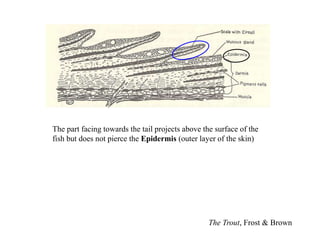The Trout, Frost & Brown
The part facing towards the tail projects above the surface of the
fish but does not pierce the Epidermis (outer layer of the skin)
 