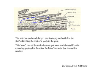 The Trout, Frost & Brown
The anterior, and much larger part is deeply embedded in the
fish’s skin: like the root of a tooth in the gum
This “root” part of the scale does not get worn and abraded like the
extruding part and is therefore the bit of the scale that is used for
reading
 