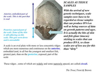 The Trout, Frost & Brown
A scale is an oval plate with more or less concentric ridges
which are more numerous and continuous on the anterior,
embedded (and, in all but the youngest and smallest fish,
greater) part, than on the posterior, exposed, part of the
scale
Posterior, exposed part of
the scale. Some of the skin
is still adhering on this
scale. This gets worn down
and is unreadable
Anterior, embedded part of
the scale. This is the part that
is read
These ridges , some of which are widely and some narrowly spaced, are called circuli.
SCALES AS TISSUE
SAMPLES
With the arrival of new
genetic techniques, scale
samples now have to be
regarded as tissue samples
that can produce DNA as
well as being sources of data
on growth patterns and ages.
It is actually the bits of skin
and fish glaur (mucus)
sticking to scales that can
produce DNA, so clean
scales are of less use for this
than “dirty”
 