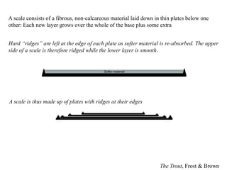 Softer material
Hard “ridges” are left at the edge of each plate as softer material is re-absorbed. The upper
side of a scale is therefore ridged while the lower layer is smooth.
A scale consists of a fibrous, non-calcareous material laid down in thin plates below one
other: Each new layer grows over the whole of the base plus some extra
The Trout, Frost & Brown
A scale is thus made up of plates with ridges at their edges
 